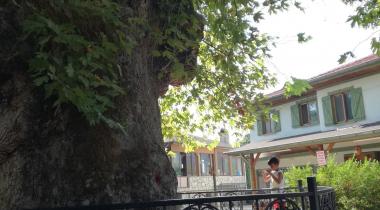 Muğla Bayır Çınarı Tabiat Anıtı
