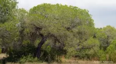 Muğla Sırtlandağı Halep Çamı Tabiatı Koruma Alanı