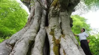Artvin Kamilet Doğu Kayını Tabiat Anıtı