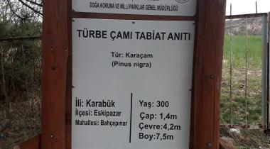 Karabük Eskipazar Türbe Çamı Tabiat Anıtı