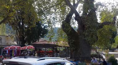 Muğla Bayır Çınarı Tabiat Anıtı