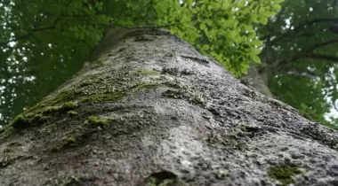 Artvin Kamilet Doğu Kayını Tabiat Anıtı