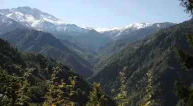 Artvin Camili Efeler Ormanı Tabiatı Koruma Alanı