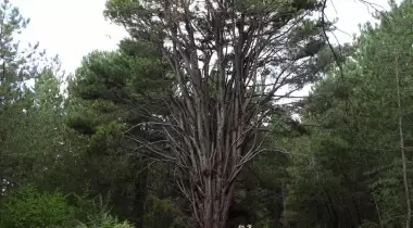 Bolu Akdoğan ve Rüzgarlar Ebeçamı Tabiatı Koruma Alanı