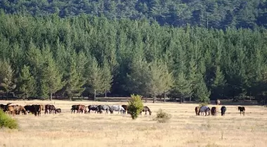 Afyon Dandindere Tabiatı Koruma Alanı