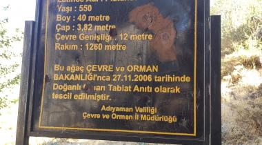 Adıyaman Doğanlı Çınarı Tabiat Anıtı