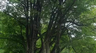 Artvin Kamilet Doğu Kayını Tabiat Anıtı