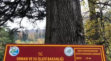 Gümüşhane Örümcek Ormanı Göknarı - 1 Tabiat Anıtı