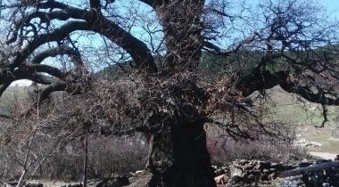 Eskişehir Piribaba Meşesi Tabiat Anıtı