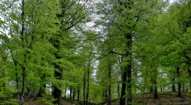 Eriklitepe Tabiat Parkı