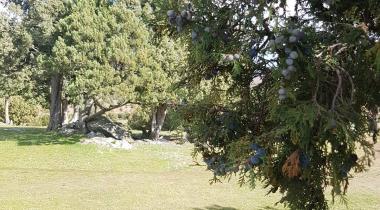 Eskişehir Kokulu Ardıç - 3 Tabiat Anıtı