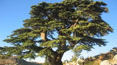 Afyon Dandindere Tabiatı Koruma Alanı