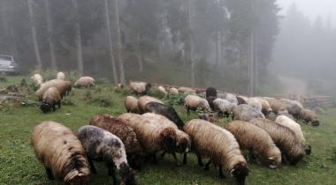 Gümüşhane Kazıkbeli Yaylası kamp Alanı