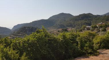 Muğla Bayır Servi Ağacı Tabiat Anıtı