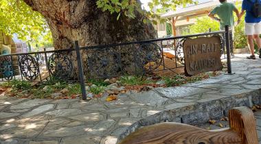 Muğla Bayır Çınarı Tabiat Anıtı