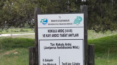 Eskişehir Kokulu Ardıç - 3 Tabiat Anıtı