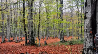 Eriklitepe Tabiat Parkı