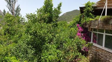 Muğla Bayır Çınarı Tabiat Anıtı