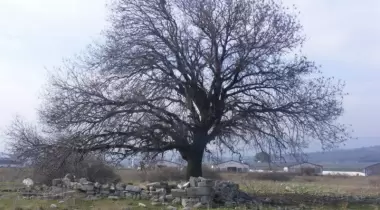 İzmir Kadınlar Kuyusu Koca Menengici Tabiat Anıtı