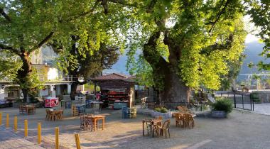 Muğla Bayır Servi Ağacı Tabiat Anıtı