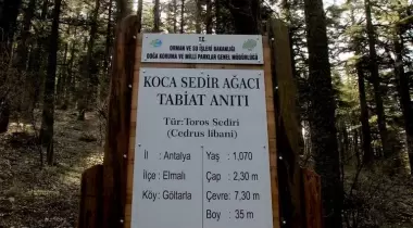 Antalya Koca Sedir Ağacı Tabiat Anıtı