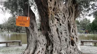 İzmir Teos Antik Kenti Zeytin Anıt Ağacı