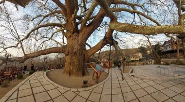 Bursa İnkaya Anıt Çınar Ağacı