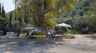Gemlik Müşküle Anıt Çınar Ağacı