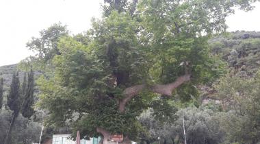 Gemlik Müşküle Anıt Çınar Ağacı