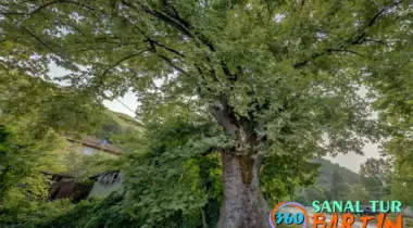 Ulus Koca Kavlak Anıt Çınar Ağacı
