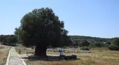 İzmir Teos Antik Kenti Zeytin Anıt Ağacı