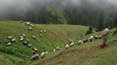 Kırık Yayla