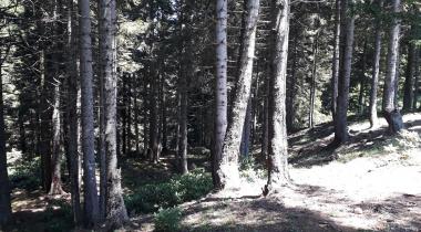 Sazalan Yaylası