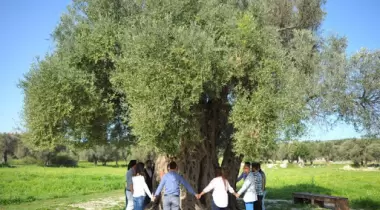 İzmir Teos Antik Kenti Zeytin Anıt Ağacı