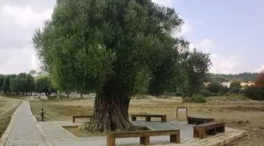 İzmir Teos Antik Kenti Zeytin Anıt Ağacı