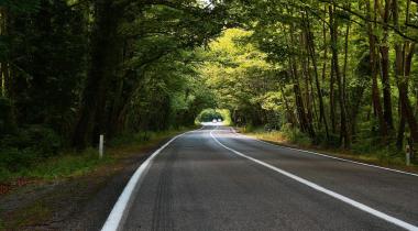 Bartın Safranbolu Ağaçlı Yol (Ulus Ağaç Tüneli)