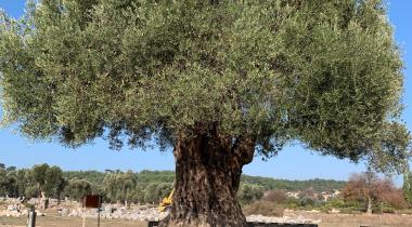 İzmir Teos Antik Kenti Zeytin Anıt Ağacı