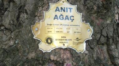 Bursa İnkaya Anıt Çınar Ağacı