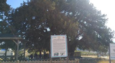 Konya Alanözü Anıt Ardıç Ağacı