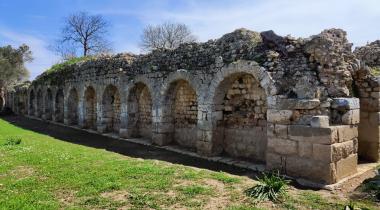 İzmir Teos Antik Kenti Zeytin Anıt Ağacı