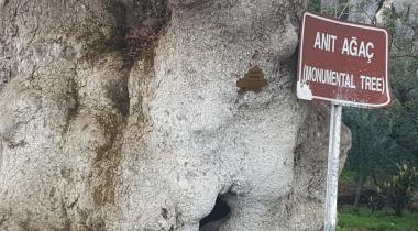Gemlik Müşküle Anıt Çınar Ağacı