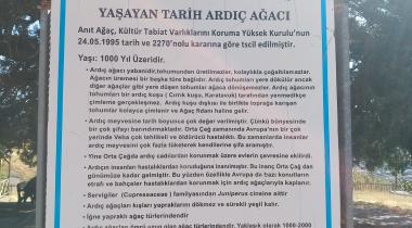 Konya Alanözü Anıt Ardıç Ağacı