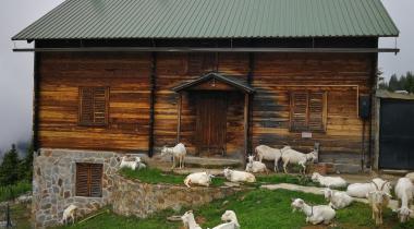 Pokut Yaylası