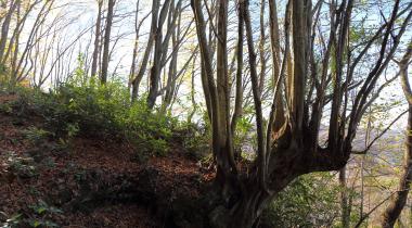 Amasra Kuş Kayası Yol Anıtı