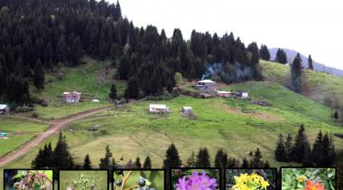 Şolma Yaylası