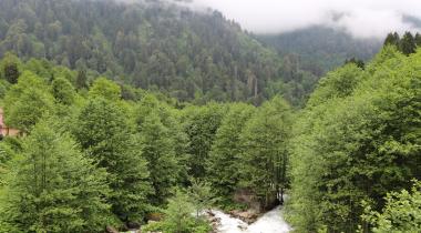 Ayder Camping