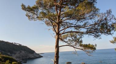 Karadere Park Orman