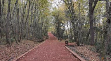 Belgrad Ormanı