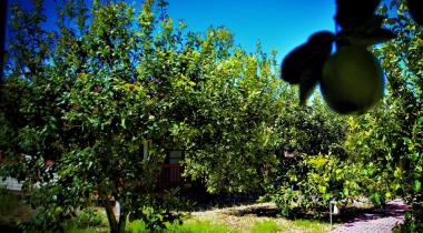 Dalyan Lemon Camping Bungalows