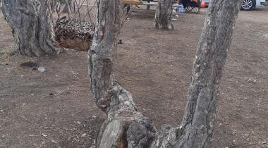 Gökçe Çamlığı Mesire Yeri
